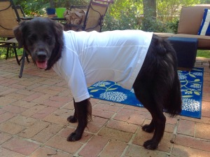 black dog wearing white  shirt